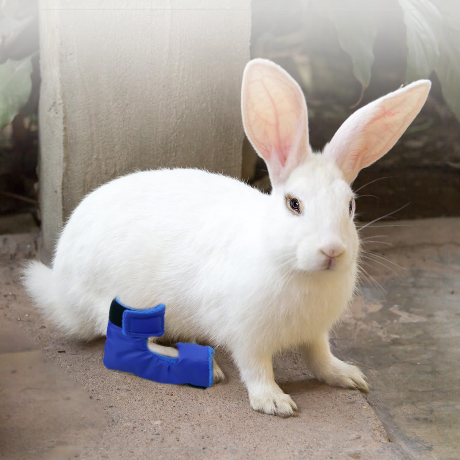 Amazon.com : vomvomp Jumbo Rabbit Hock Socks Water Resistant Bunny